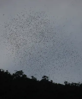 Unter den Fledermaus-Schwärmen der Höhlen von Gunung Mulu
